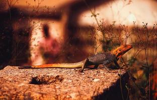 Male lizard lying on a concrete wall with head raised photo