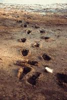 Human foot print in a muddy area photo