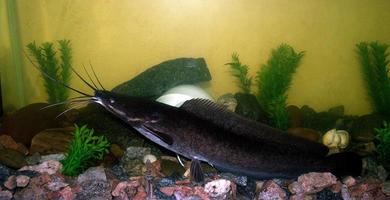 African catfish in the aquarium photo