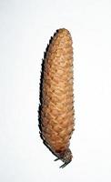 pine cone from a tree on a white background photo