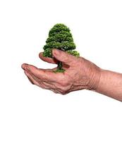 elderly hands and tree in hands photo