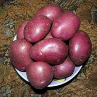 of red color potatoes photo