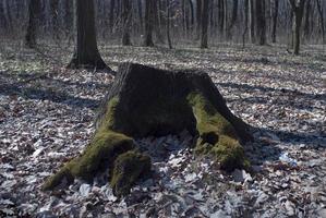 old tree stump photo