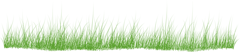 grass, grass transparent png