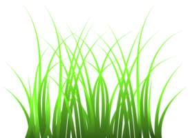 herbe, herbe verte png