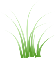 grass, green grass png