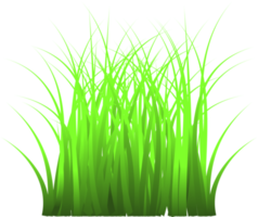 gräs, grönt gräs png