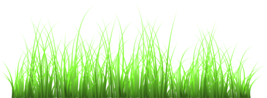 grass, green grass png