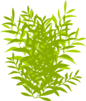 bush, green bush png