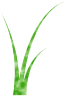 watercolor grass, transparent grass png