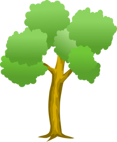 albero png, foresta png