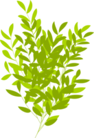 tree, tree bush, branch. foliage png