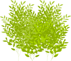 tree, tree bush, branch. foliage png