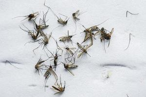 un gran número de mosquitos muertos sobre un fondo blanco. foto