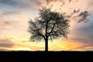 Silhouette Trees in the meadow with beautiful natural light. for use as a background photo