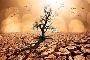 Trees die in a barren land because of global warming. photo