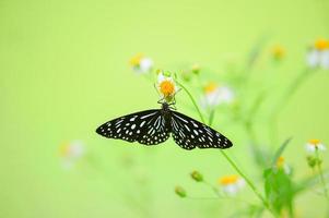 Beautiful butterflies in nature are searching for nectar from flowers in the Thai region of Thailand. photo