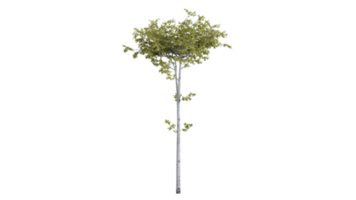 Tree forest 3D