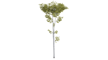 foresta di alberi 3d png