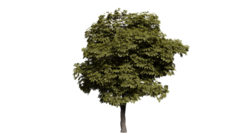 árbol bosque 3d png