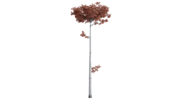 árbol bosque 3d png