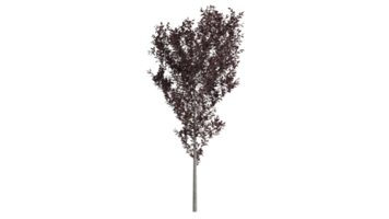 foresta di alberi 3d png