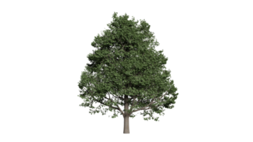árbol bosque 3d png