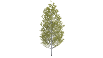 Tree forest 3D png