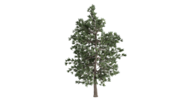 Isolat d'arbre 3D png