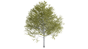 Tree forest 3D png