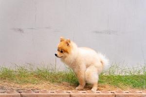 lindo pequeño perro pomeraniano saliendo del área preparada. perro terrier cagando en el parque con el campo de hierba, perro defecando en el jardín foto
