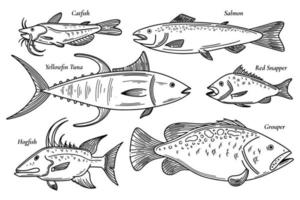 Collection of vector fish illustration. Scetch seafood set. Catfish, salmon, red snapper, yellowfin tuna, grouper, hogfish doodle set of fish illustrations