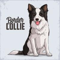 Lindo perro sonriente raza border collie sentado en toda su longitud aislado sobre fondo blanco. vector