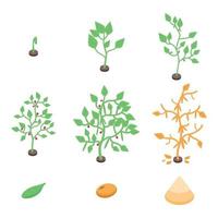 Soybean icons set, isometric style vector