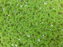 top view blur picture of water droplets on Azolla after rainy background,Bangkok Thailand photo