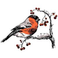 Vector illustration winter Christmas hand drawn ink card with bullfinch with red breast sitting on a tree with holly berries