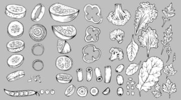 Vegetables food slices carrots, cucumbers, cabbage, tomato, broccoli, etc. Hand drawn sketch vector illustrations in black isolated. For vegan restaurant menu. Thanksgiving recipe