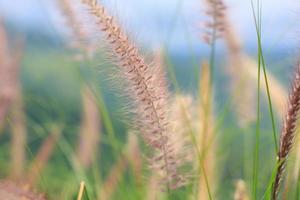 grass flower close up photo