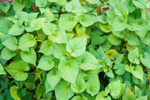 Houttuynia cordata know as fish mint or Plu Kaow Thai herbal medicine photo