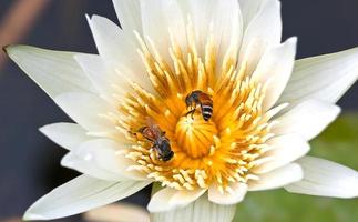 Lotus flower with twin bees photo