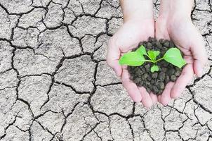 Top view of hands holding a small green plant growing in brown healthy soil over cracked soil surface background photo