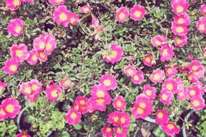 portulaca rosa o rosa de musgo o planta solar o jardín de rosas solares foto