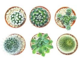 vista superior de pequeñas macetas de cactus foto