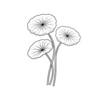 Sketch of gotu kola or Centella asiatica, isolated on a white background. vector