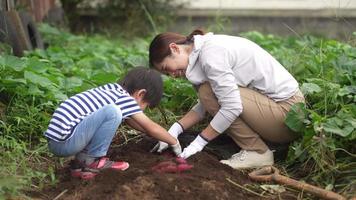 padres e hijos cosechando batatas. video