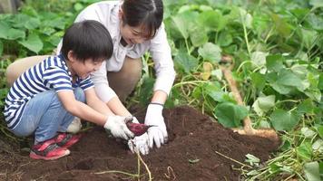 ouders en kinderen die zoete aardappelen oogsten video