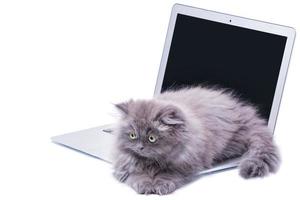 Cute little kitten and laptop computer photo