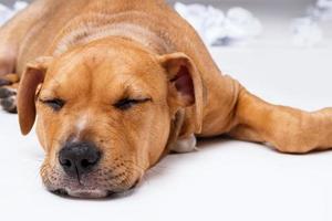 lindo cachorro staffordshire terrier foto