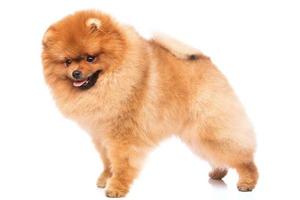 lindo pomerania pomerania foto