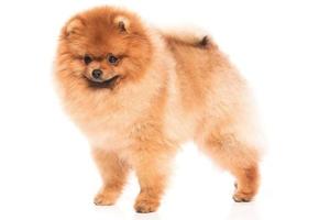 lindo pomerania pomerania foto